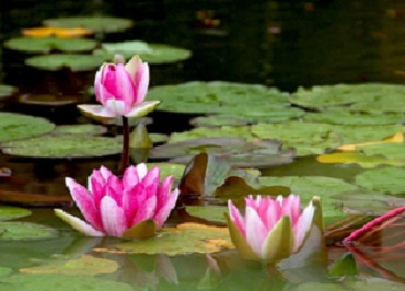 تالاب نیلوفرآبی ساری