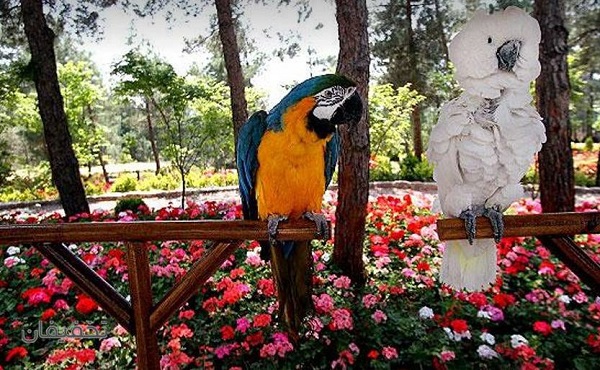 باغ پرندگان