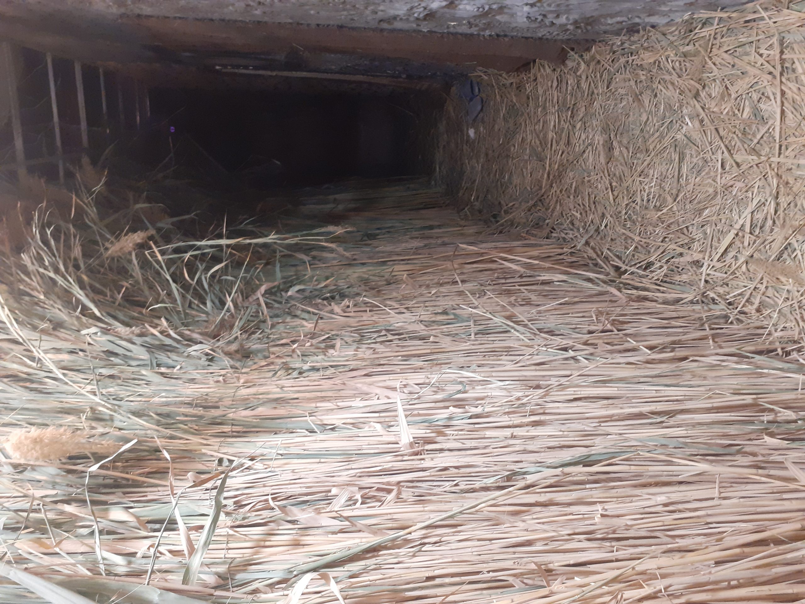 جنگل نفرین شده (قم)