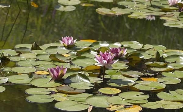 سراب نیلوفر کرمانشاه